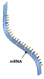 A strand of messenger RNA (mRNA).