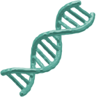 An image of a segment of DNA, the transgene.