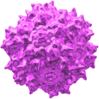 An image of a purple virus cell, the vector.