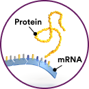 A small illustration of a short segment of RNA and a protein molecule.