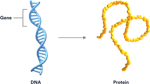 A double-helix strand of DNA with the segment of a gene highlighted. Next to it is a protein molecule.