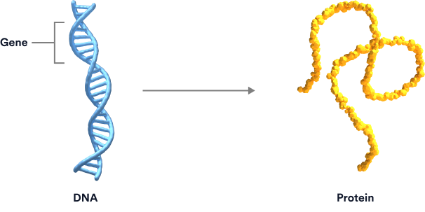 A double-helix strand of DNA with the segment of a gene highlighted. Next to it is a protein molecule.