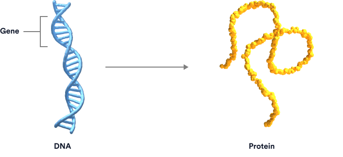 A double-helix strand of DNA with the segment of a gene highlighted. Next to it is a protein molecule.