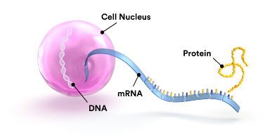 A scientific illustration showing the nucleus of a cell with strands of DNA, messenger RNA, and a protein molecule.