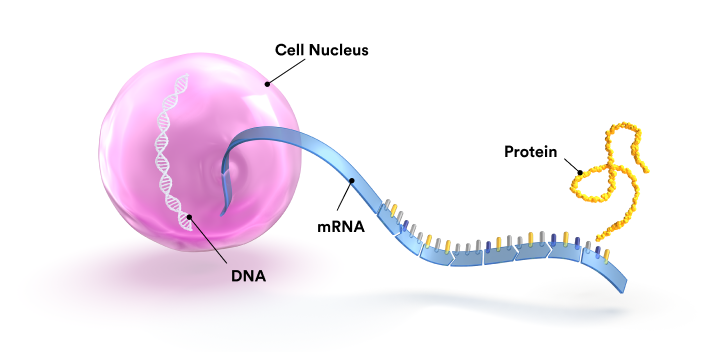 A scientific illustration showing the nucleus of a cell with strands of DNA, messenger RNA, and a protein molecule.