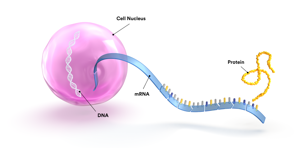 A scientific illustration showing the nucleus of a cell with strands of DNA, messenger RNA, and a protein molecule.