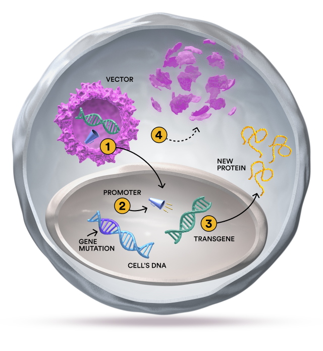 An image showing the four-step process of how the vector, promoter, and transgene work, and how the transgene leaves the body when delivery is complete.